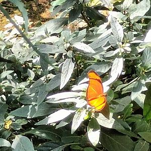 Butterfly ID
