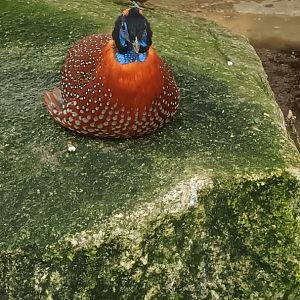 Temmincks Tragopan and White crested Laughingthrushes