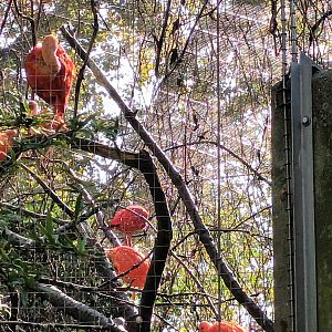Scarlet Ibis Flock