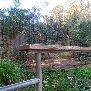 Puna Teal, Red Shoveler, Boat billed Heron and Roseate Spoonbill Aviary