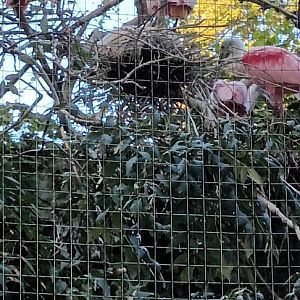 Roseate Spoonbills with Chick