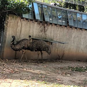 Emus
