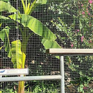 Edwards Pheasant and  Mandarin Duck Aviary
