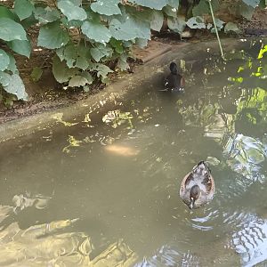 Falcated Ducks and Baers Pochard