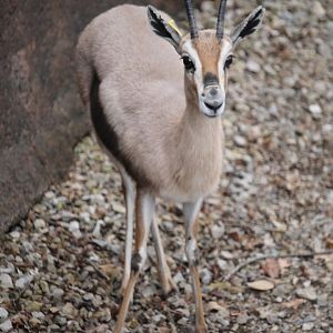 Speke’s gazelle (Gazella spekei)