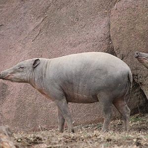 North Sulawesi babirusa (Babyrousa celebensis)