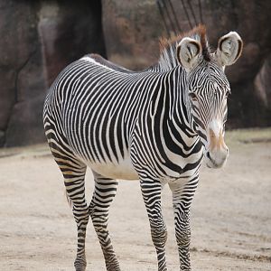 Grevy's Zebra (Equus grevyi)