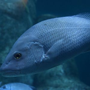 Unknown Grunt/Snapper - Adventure Aquarium