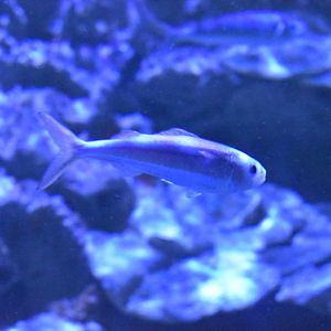 Unknown fish - Adventure Aquarium