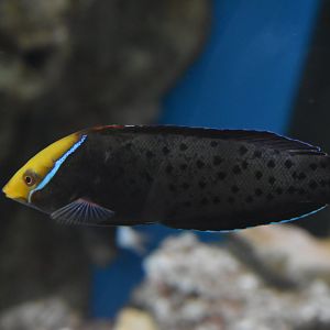 Unknown Wrasse - Adventure Aquarium