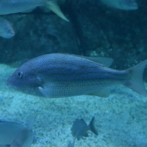 Unknown fish - Adventure Aquarium