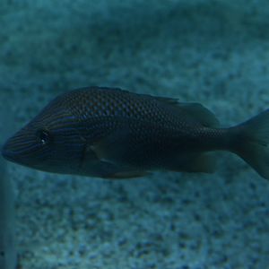Unknown Grunt or Snapper - Adventure Aquarium
