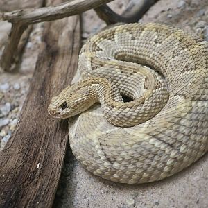 Aruba Island Rattlesnake (Crotalus unicolor)