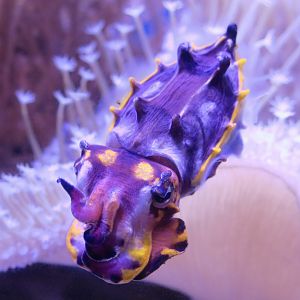 Flamboyant Cuttlefish (Metasepia pfefferi)