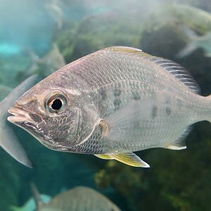 Yellowfin Mojarra (Gerres cinereus)