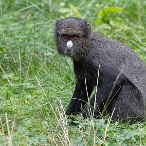 Eastern putty-nosed monkey (Cercopithecus nictitans nictitans)