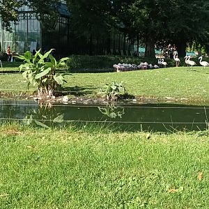 White headed Duck and Greater Flamingo Enclosure