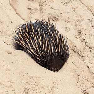 Echidna