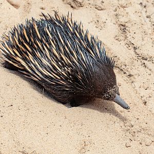 Echidna