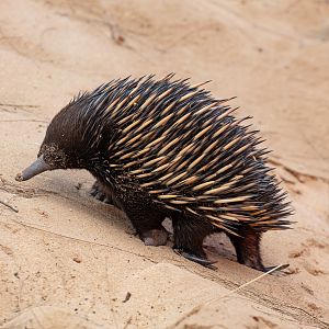 Echidna