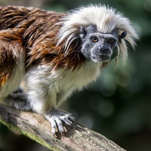 Cotton-top Tamarin / Hamerton / 13-9-23