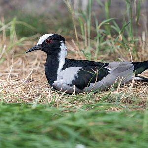 Blacksmith Plover/Lapwing / Hamerton / 13-9-23