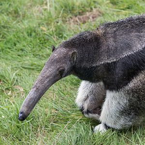 Giant Anteater (Hula) / Hamerton / 13-9-23