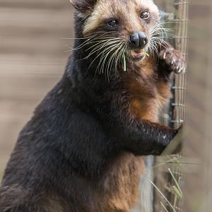 Sumatran white-bearded Civet / Masked Palm Civet / Hamerton / 13-9-23