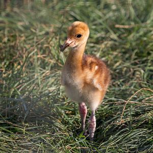 Sarus Crane Chick / Hamerton / 13-9-23