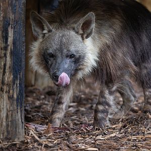 Brown Hyena (Shenzi) / Hamerton / 13-9-23