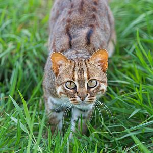 Rusty Spotted Cat (m) / Hamerton / 13-9-23