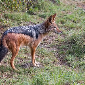 Black-backed Jackal (m) / Hamerton / 13-9-23