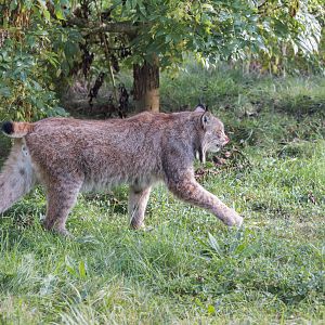 Canadian Lynx (Timmy) / Hamerton / 13-9-23