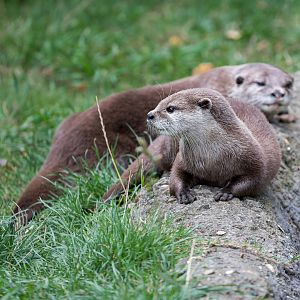 Asian Short-clawed otter couple (m & f) / Hamerton / 13-9-23