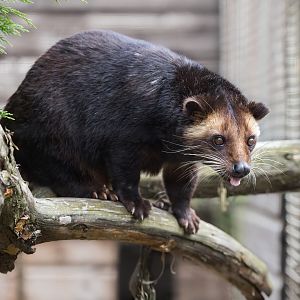 Sumatran White-beared Civet / Masket Palm Civet / Hamerton / 13-9-23