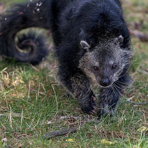 Binturong (m) Baxter / Hamerton / 13-9-23