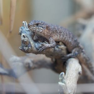 Gidgee Skink / Hamerton / 13-9-23