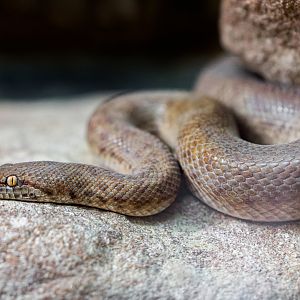 Anthill Python / Pygmy Python / Hamerton / 13-9-23