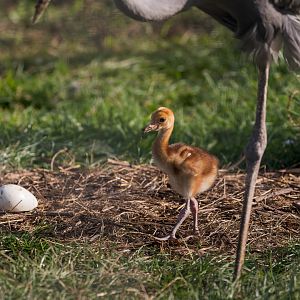 Sarus Crane Chick / Hamerton / 13-9-23