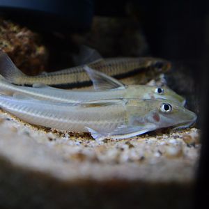 Catania's thorny catfish (Leptodoras cf. cataniai)