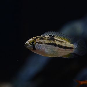 Lattice dwarf cichlid (Nannacara taenia)