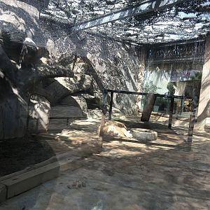 White Lion Enclosure at Aslan Park