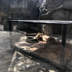 White Lion Enclosure Aslan Park