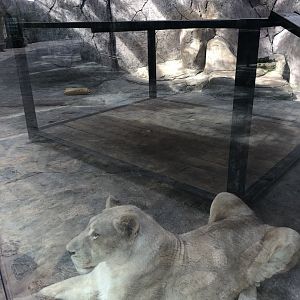 White Lioness Enclosure at Aslan Park