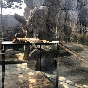 Lynx Enclosure at Aslan Park