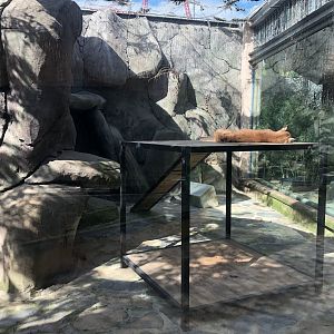 Lynx Enclosure at Aslan Park