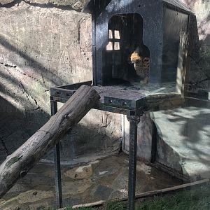 Part of Serval Enclosure at Aslan Park