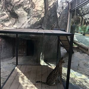 Part of Serval Enclosure at Aslan Park
