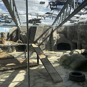 Tiger Enclosure at Aslan Park