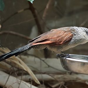 White-browed coucal (Centropus superciliosus)
